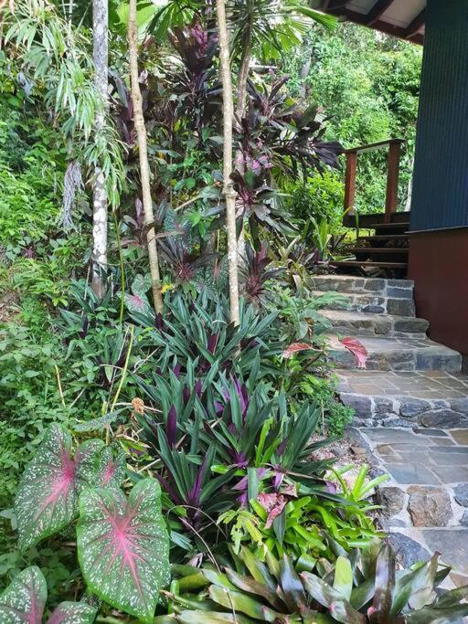 Treeverb Beach House - Daintree Cow Bay Екстер'єр фото